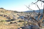 Joshua tree 3.jpg