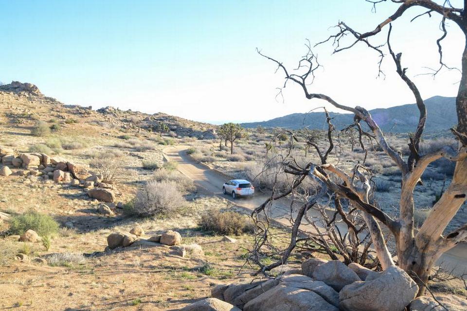 Joshua tree 3.jpg