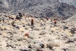 Joshua tree 31.jpg