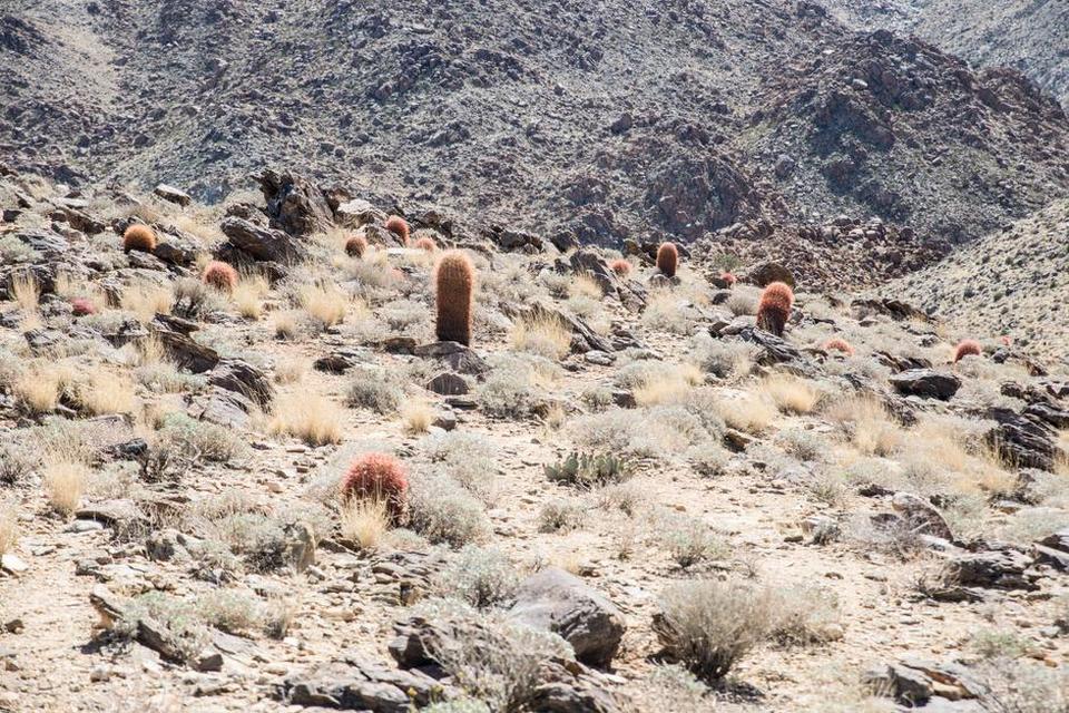 Joshua tree 31.jpg