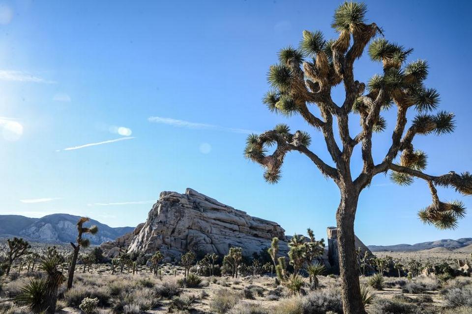 Joshua tree 4.jpg