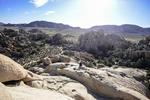 Joshua tree 6.jpg