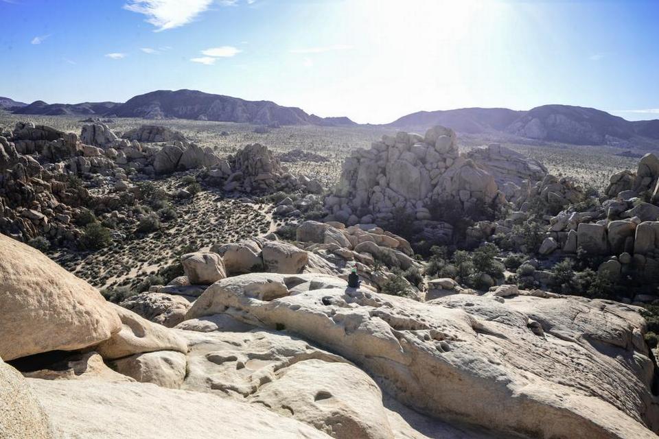 Joshua tree 6.jpg