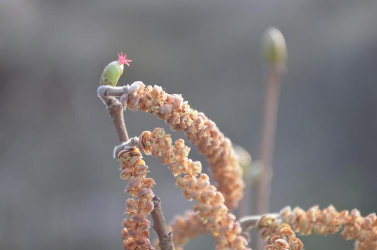 Hun og han. Hos hassel er hunblomsterne små og røde, mens de gule rakler er hanblomster. 
