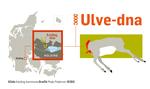Overraskelse. Kolding Skov ligger centralt i byen - og derfor havde man ikke forventet, at man ville få besøg af en ulv. 