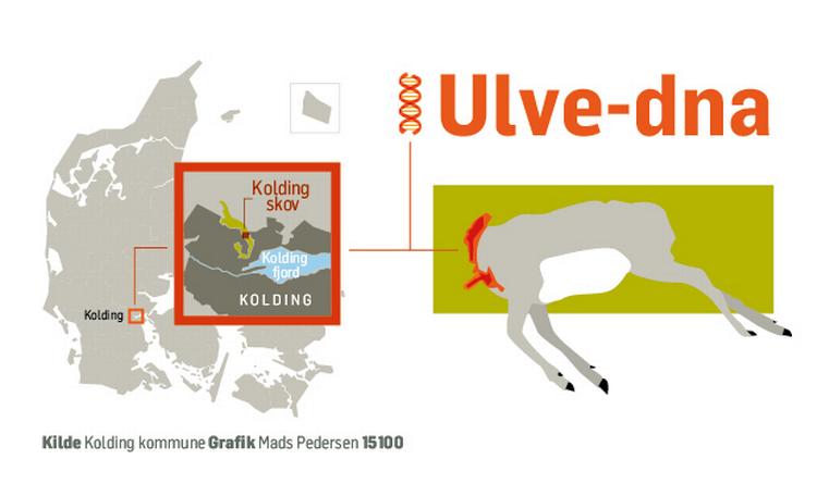 Overraskelse. Kolding Skov ligger centralt i byen - og derfor havde man ikke forventet, at man ville få besøg af en ulv. 