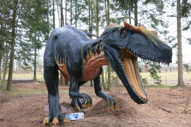 Allosarus. Et grumt rovdyr, der kunne blive op til 12 meter lang. Dens våben var de buede, savtakkede tænder, som fornyede sig selv ret ofte. Sikkert efter hyppig brug i byttedyr. Foto Allan Graubæk 
