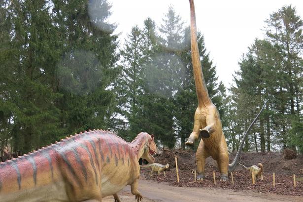 Angreb. En ceratosaurus angriber diplodocus, der også skal beskytte sine unger. Den store planteæder kan forsvare sig med sin hale, som kan slynges med stor kraft mod angriberen. Foto: Allan Graubæk 