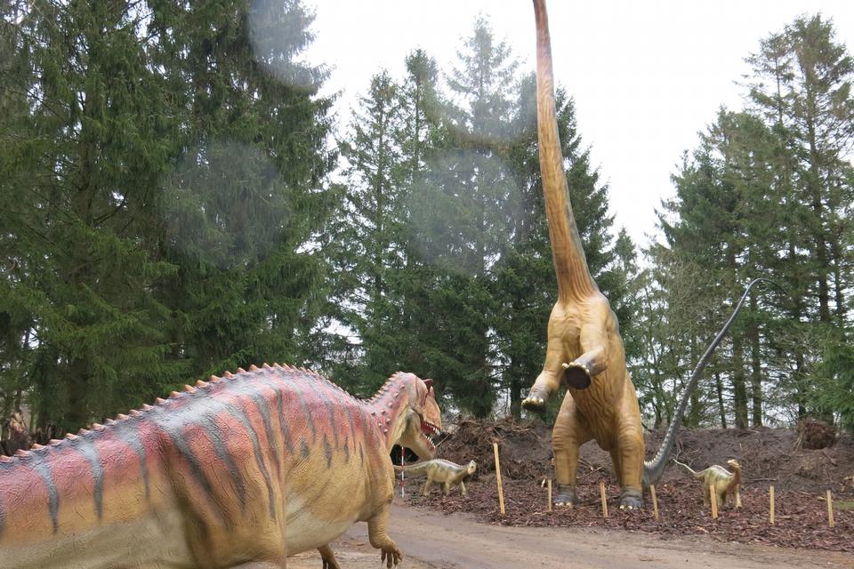 Angreb. En ceratosaurus angriber diplodocus, der også skal beskytte sine unger. Den store planteæder kan forsvare sig med sin hale, som kan slynges med stor kraft mod angriberen. Foto: Allan Graubæk 