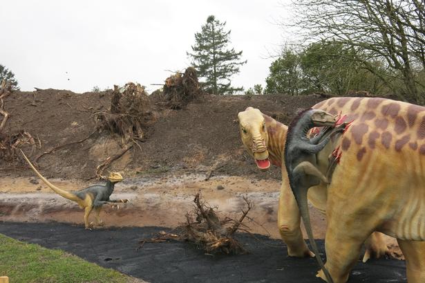 Drama. En gruppe af deinonychuser angriber den store planteæder iguanudon. Det foregår i en tjærepøl, hvor begge parter kan blive fanget. Angriberen er den art, der optræder som ’raptor’ i ’Jurassic Park’-filmene. Foto Allan Graubæk 