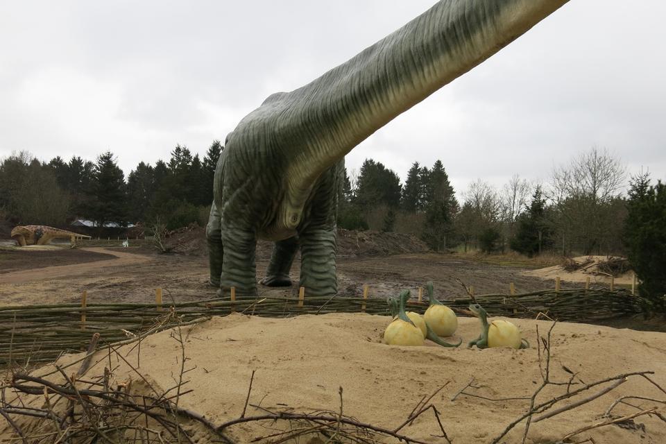 Småskravl. De nyudklækkede unger af en argeninosaurus ser ikke ud af meget i forhold til den voksne. De skal lige vokse 25.000 gange, anslår biolog Kim Skalborg Simonsen fra Givskud Zoo. Foto: Allan Graubæk 
