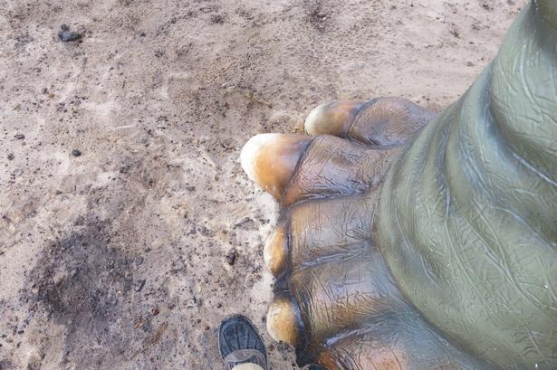 xxxxxxxxxxxxxl. En menneskefod fylder ikke meget ved siden af foden af en argentinosaurus. Foto: Allan Graubæk 