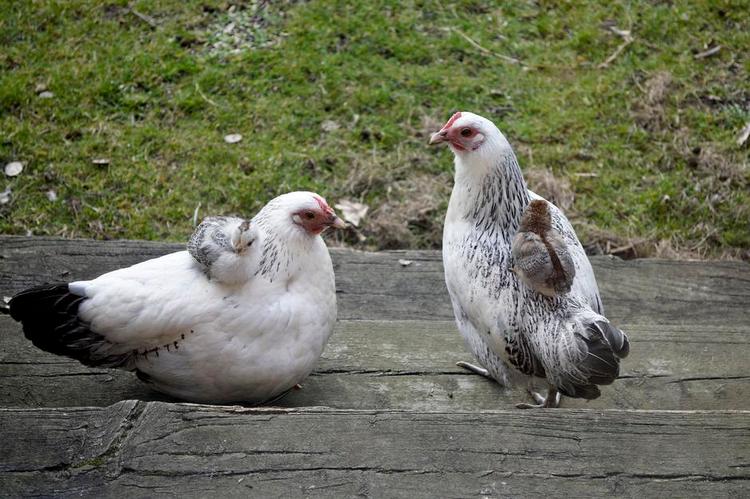 Hønemor. Kyllingerne kom til verden tidligt i marts og har overlevet, da mødrene er gode til at varme dem. 