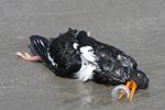 Fugledød. En strandskade er død efter at have fået et stykke plastik om næbbet. 
