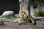 Truet. Til arrangementet 'Zoo in The Dark' vil Verdensnaturfonden blandt andet sætte fokus på, at løverne er truede af klimaforandringer. 