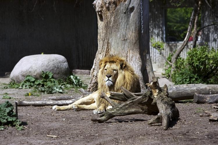 Truet. Til arrangementet 'Zoo in The Dark' vil Verdensnaturfonden blandt andet sætte fokus på, at løverne er truede af klimaforandringer. 
