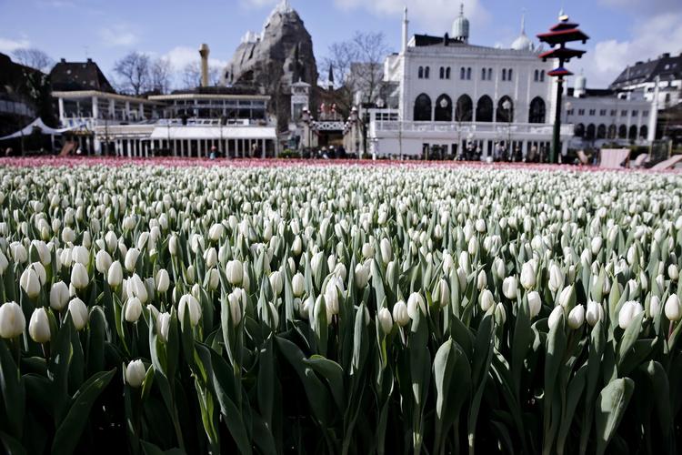 Blomster på plænen klar til gæsterne. 