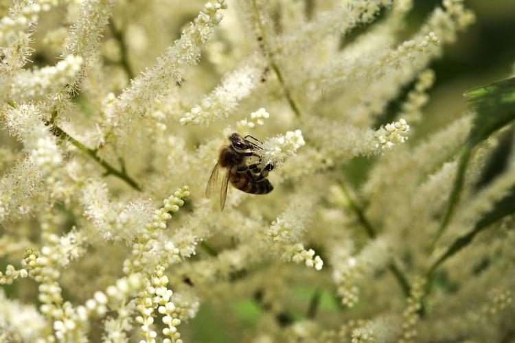 bier. Forskning har vist, at bierne dør i nærkontakt med bestemte sprøjtemidler. Derfor ønsker forskere i bidød at kende biernes adfærd, så landbruget kan undgå at udsætte dem for sprøjtemidler 