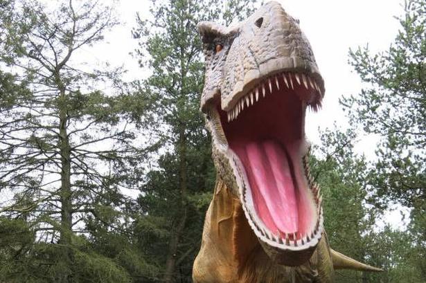 T-rex.  En dinosaur med et krigerisk ry, men måske var den ikke helt så farlig som antaget. Foto: Allan Graubæk 