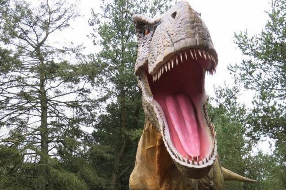 T-rex.  En dinosaur med et krigerisk ry, men måske var den ikke helt så farlig som antaget. Foto: Allan Graubæk 