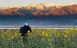 farverigt. Blomsterne ventes at folde sig ud med ekstra farvekraft i Death Valley i de kommende uger. Det skete sidst i 2005. 