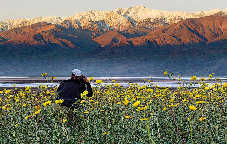 farverigt. Blomsterne ventes at folde sig ud med ekstra farvekraft i Death Valley i de kommende uger. Det skete sidst i 2005. 