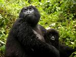 Overlevelse. Det vurderes, at der kun er 800 individer tilbage af den truede menneskeabe bjerggorillaen. En stor del af bjerggorillaernes arvemasse er indavlet, men gorillaerne har formået at rense arvemassen for skadelige genetiske variationer og overleve i stedet for at uddø, viser ny forskning. 