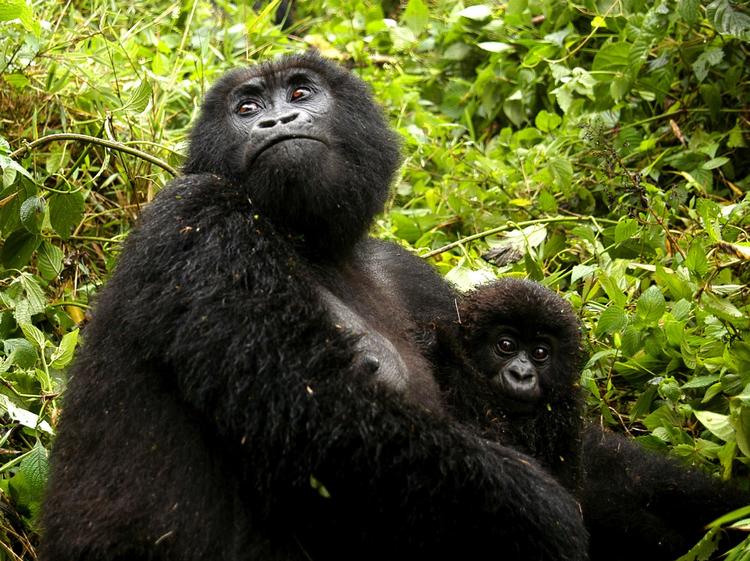 Overlevelse. Det vurderes, at der kun er 800 individer tilbage af den truede menneskeabe bjerggorillaen. En stor del af bjerggorillaernes arvemasse er indavlet, men gorillaerne har formået at rense arvemassen for skadelige genetiske variationer og overleve i stedet for at uddø, viser ny forskning. 