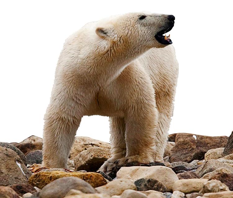 Sulten. Isbjørne jager helst sæler og hvalrosser ude på havisen. Når isen er væk, må de tage, hvad de kan få - for eksempel fugleæg. Her er det en canadisk isbjørn ved Churchill Bay. 