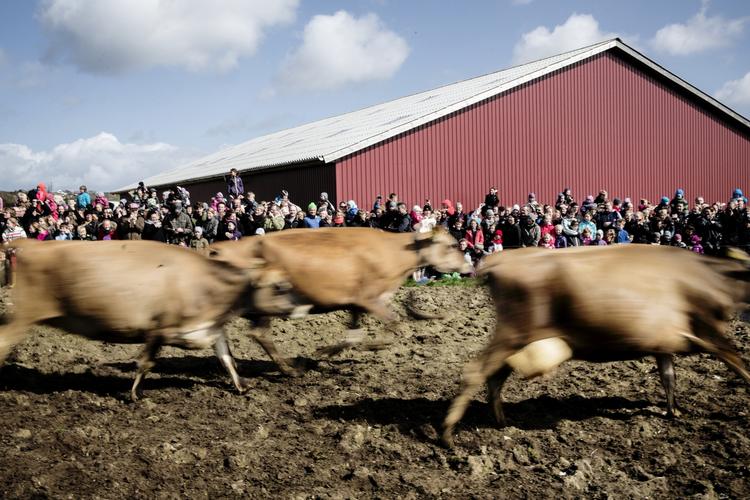 LANDBRUG. Aftalen indeholder fire millioner kroner til udvikling »Udviklingsinitiativ for Økologisk Svineproduktion«. 