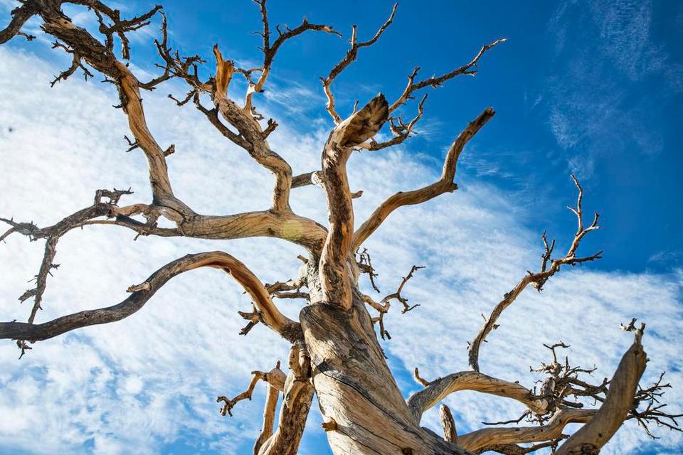 Joshua tree 9.jpg