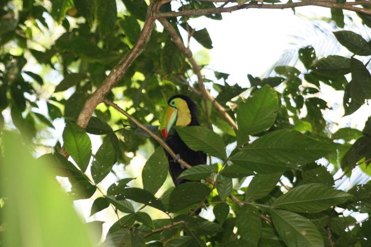 Pip. Når man indlogerer sig på Pachira Lodge i Costa Rica, skal man forberede sig på at komme helt tæt på natur og dyr. 