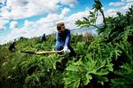 Miljørigtigt. Bjørneklo og andet ukrudt kan naturligvis også bekæmpes med redskaber og flid. 