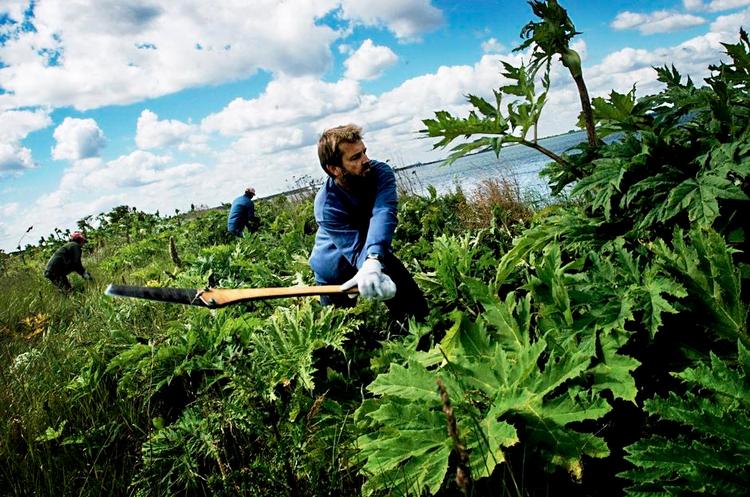 Miljørigtigt. Bjørneklo og andet ukrudt kan naturligvis også bekæmpes med redskaber og flid. 