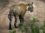 India Counting Tigers