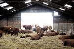 Vækst. På gården Birkemosegaard på Sjællands Odde dyrkes biodynamiske grøntsager. Politikerne vil gerne prioritere en grøn vækst i landbruget. 