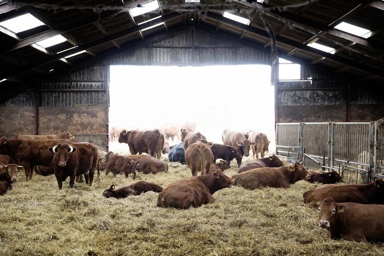 Vækst. På gården Birkemosegaard på Sjællands Odde dyrkes biodynamiske grøntsager. Politikerne vil gerne prioritere en grøn vækst i landbruget. 