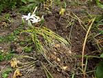 kort levetid. Fuglemælk er en lille uskadelig sag med små fine blomster, der holder 1-2 dage. De grønne blade visner ned. Privatfoto 