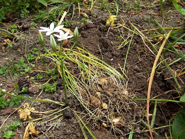 kort levetid. Fuglemælk er en lille uskadelig sag med små fine blomster, der holder 1-2 dage. De grønne blade visner ned. Privatfoto 