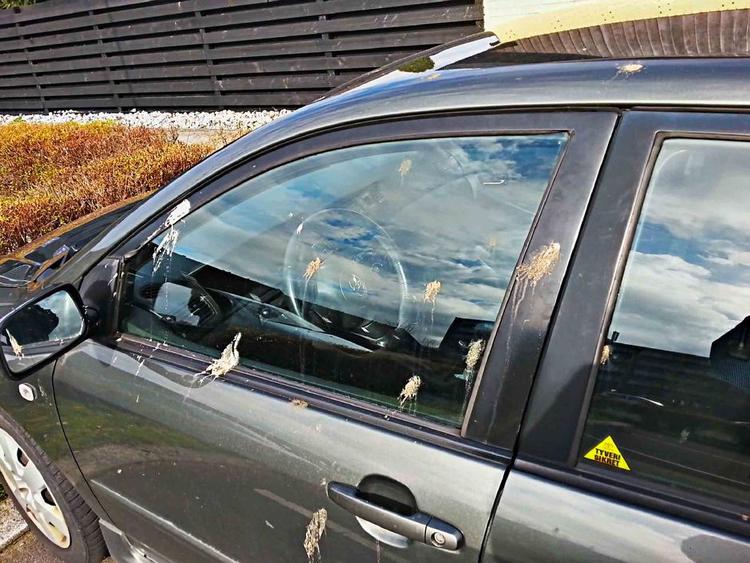 klatværk. En læser spurgte i lørdags om, hvorfor hans bil var ramt af mindst 15 fugleklatter. Privatfoto 
