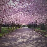 FARVER. Dette billede af japanske kirsebærtræer fra Bispebjerg Kirkegård er taget af Instagram-brugeren @anneoesterby. 