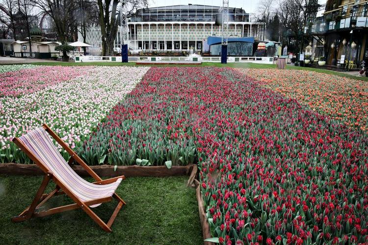 Farverig. De tusinder af tulipaner i Tivoli i København er i fem forskellige farver. Allerede 10. april forsvinder blomsterhavet, fordi der skal være FredagsRock på Plænen. 