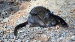 australsk rotte. En white tip tail rat er et af læserbuddene på sidste uges dyregåde. 