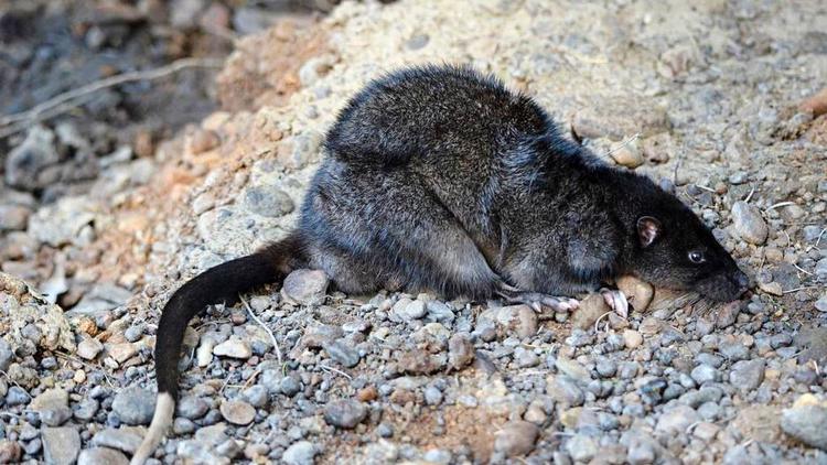 australsk rotte. En white tip tail rat er et af læserbuddene på sidste uges dyregåde. 