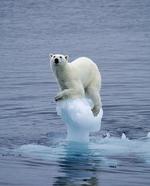 Fortabt. Isbjørnen manifesterer endnu engang styrke og overlegenhed i forhold til mennesket, men når isen er smeltet, og der er langt til land, er dens udtryk radikalt anderledes. For Arne Johan Vetlesen er det et tydeligt billede på, at vi mennesker er blevet alt for mægtige. 