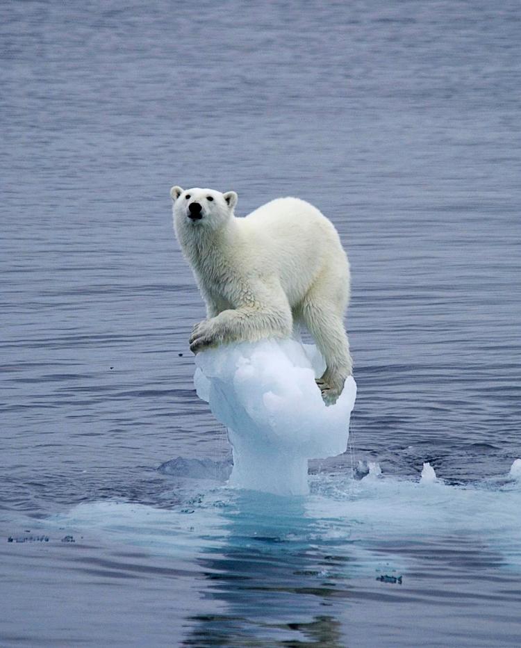 Fortabt. Isbjørnen manifesterer endnu engang styrke og overlegenhed i forhold til mennesket, men når isen er smeltet, og der er langt til land, er dens udtryk radikalt anderledes. For Arne Johan Vetlesen er det et tydeligt billede på, at vi mennesker er blevet alt for mægtige. 