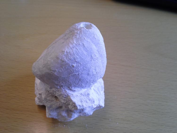 Riffelgangen. Søpindsvinet er cirka 3,5 cm højt. Her peger tarmåbningen opad. 
