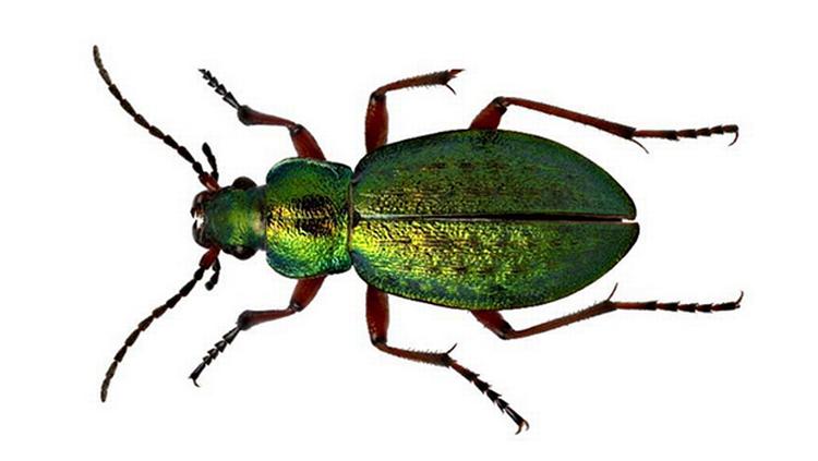 Kuldskær. »De små pansrede væsener er meget følsomme over for kulde og en kort sommersæson. Så mens vi mennesker bekymrer os om klimaforandringerne i Arktis, trives de arktiske biller rigtig godt, fordi det er blevet varmere, og isen er på retur«, siger insektforsker Thomas Pape. 