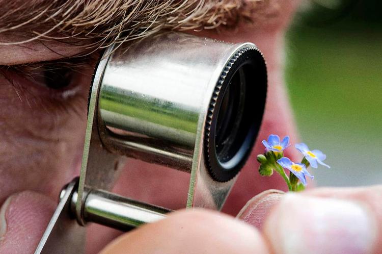 Lup. Naturstyrelsen har sendt biolog Karsten Fugl, der her nærstuderer en forglemmigej, til Brandelev i Næstved Kommune for at fastslå, om et engområde skal have ny status som beskyttet naturområde. 