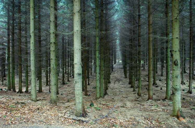 Urørt. Regeringen kritiseres for at svigte dansk natur i nyt forslag. 
